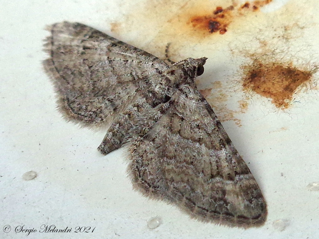 Eupithecia ?  No, Pasiphila sp. (cfr. P. rectangulata)